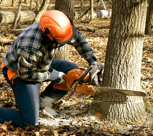 Tree Removal in Kemp, TX